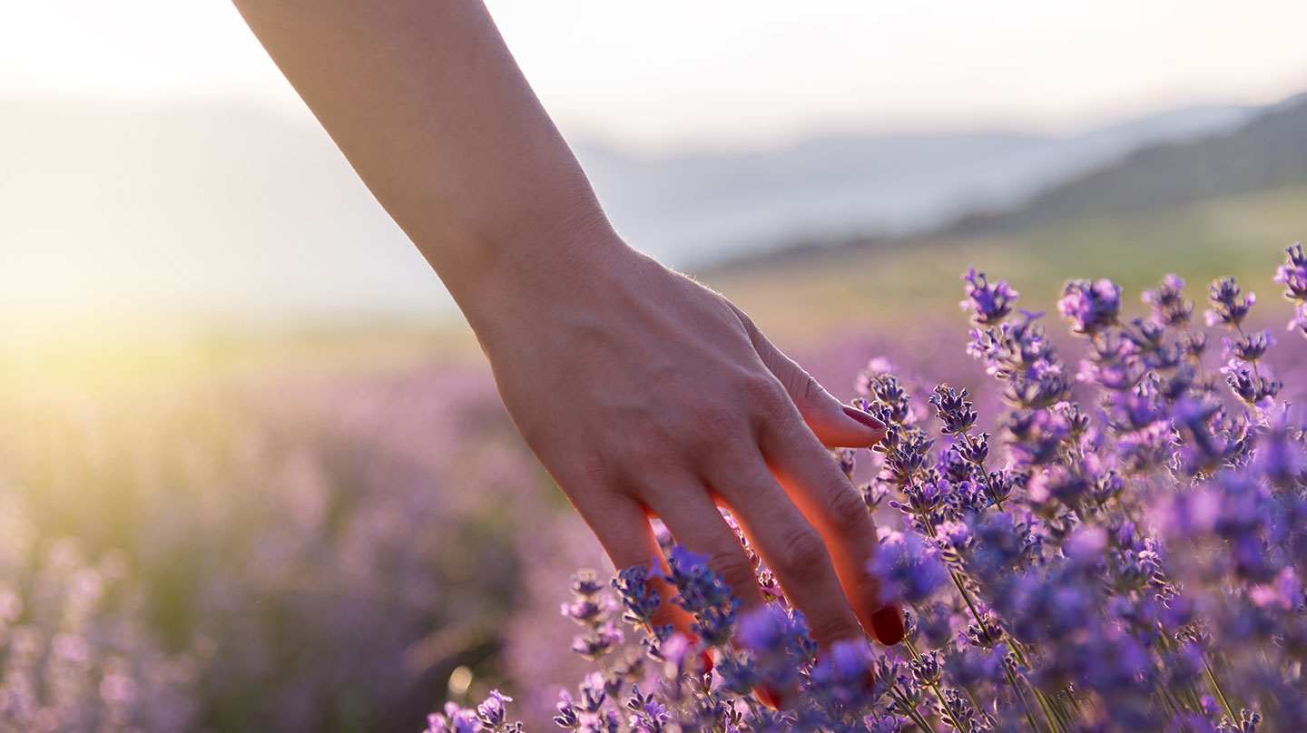 Lavendel hilft bei innerer Unruhe