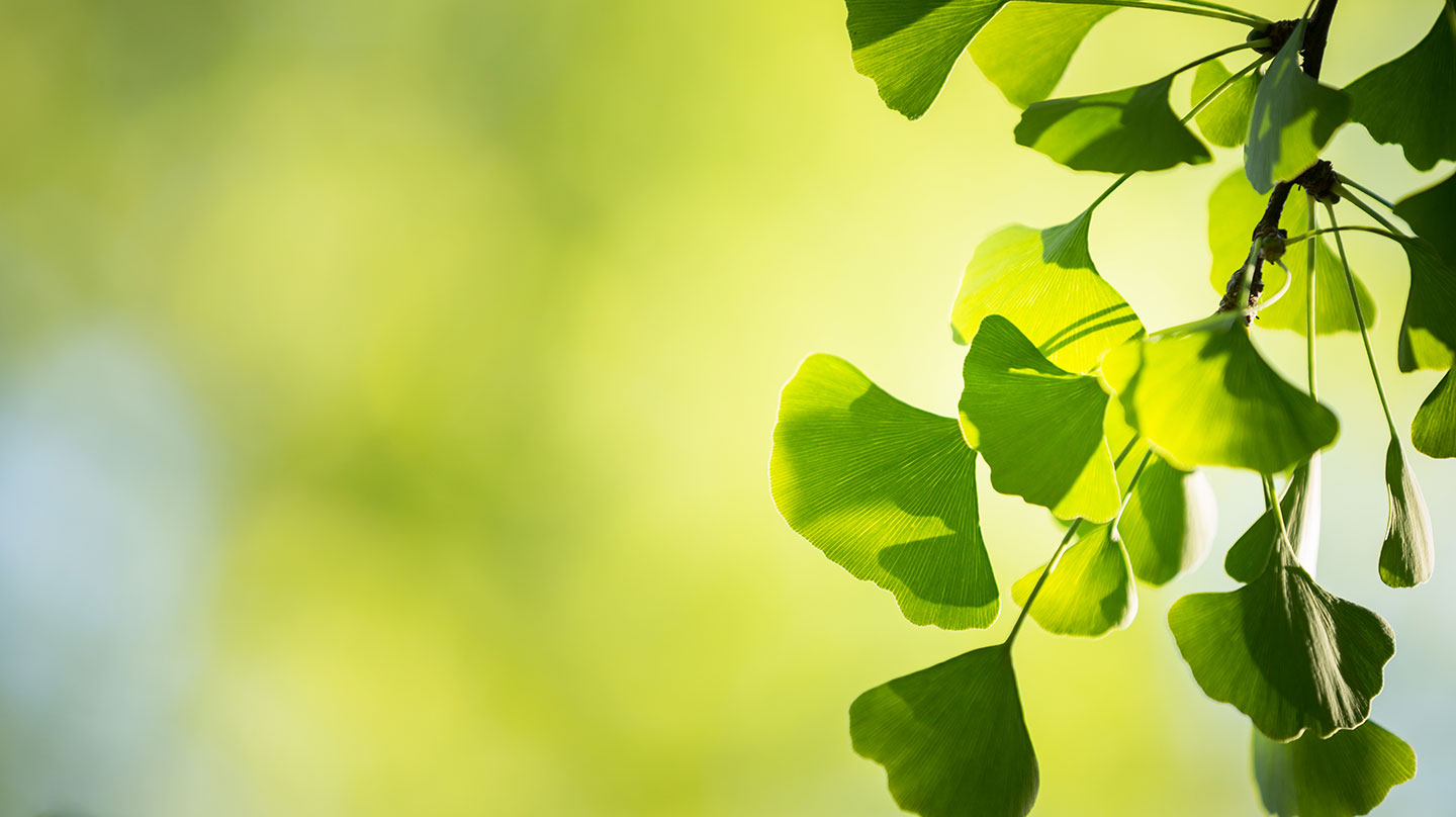 Ginko gut für Gehirn und Gehör